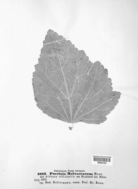 Puccinia malvacearum image